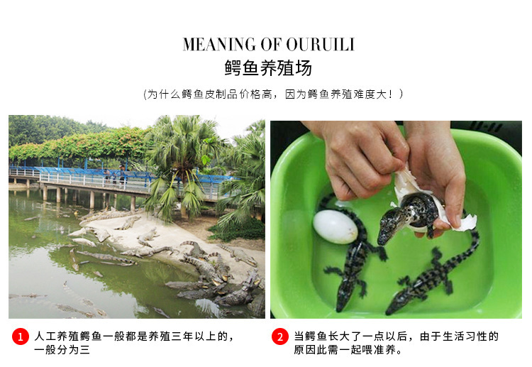 皮质3