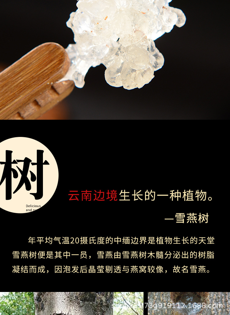 雪燕-拷贝_05.jpg