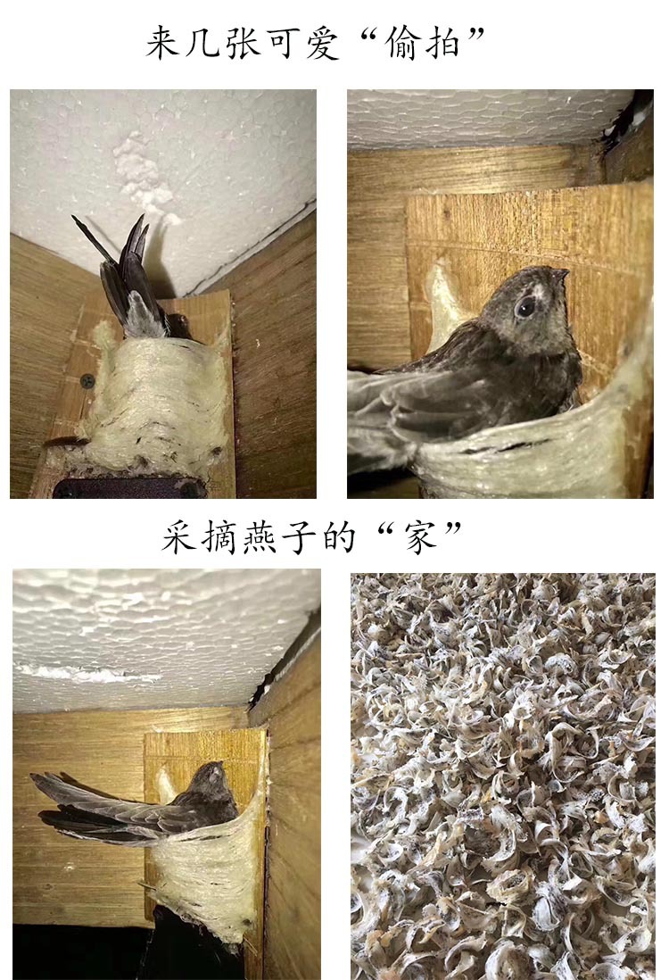 16燕屋图