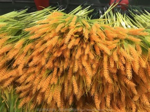 LED太阳能灯麦穗灯芦苇灯户外防雨景观亮化发光水稻插地灯草坪灯