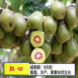 猕猴桃苗嫁接苗南方北方种植树果苗盆栽地栽非软枣弥当年结果果树