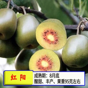 猕猴桃苗嫁接苗南方北方种植树果苗盆栽地栽非软枣弥当年结果果树