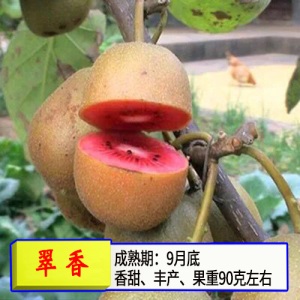 猕猴桃苗嫁接苗南方北方种植树果苗盆栽地栽非软枣弥当年结果果树