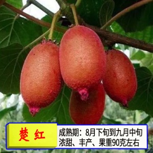 猕猴桃苗嫁接苗南方北方种植树果苗盆栽地栽非软枣弥当年结果果树