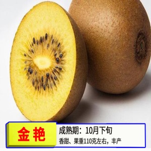 猕猴桃苗嫁接苗南方北方种植树果苗盆栽地栽非软枣弥当年结果果树