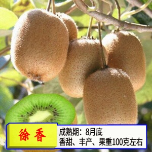 猕猴桃苗嫁接苗南方北方种植树果苗盆栽地栽非软枣弥当年结果果树