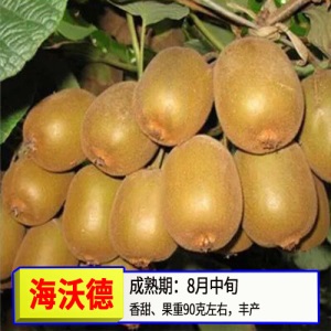 猕猴桃苗嫁接苗南方北方种植树果苗盆栽地栽非软枣弥当年结果果树