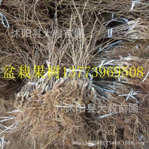 果树苗 猕猴桃苗批发 嫁接苗红心猕猴桃树苗 当年结果