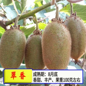 猕猴桃苗嫁接苗南方北方种植树果苗盆栽地栽非软枣弥当年结果果树