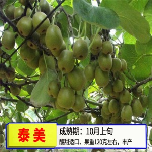 猕猴桃苗嫁接苗南方北方种植树果苗盆栽地栽非软枣弥当年结果果树