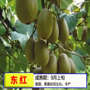猕猴桃苗嫁接苗南方北方种植树果苗盆栽地栽非软枣弥当年结果果树
