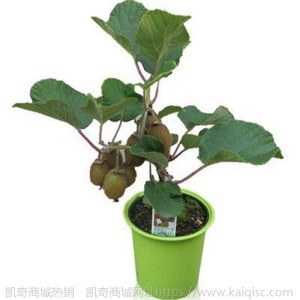 猕猴桃苗嫁接苗南方北方种植树果苗盆栽地栽非软枣弥当年结果果树