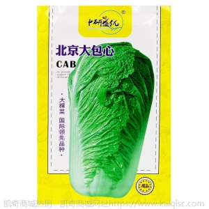 北京大包心白菜种子 农田菜地耐贮广适白菜籽净菜率高
