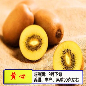 猕猴桃苗嫁接苗南方北方种植树果苗盆栽地栽非软枣弥当年结果果树