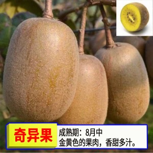 猕猴桃苗嫁接苗南方北方种植树果苗盆栽地栽非软枣弥当年结果果树