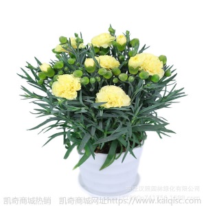康乃馨鲜花盆栽庭院阳台室内观花植物带花苞四季开花好养绿植花卉