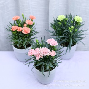 康乃馨鲜花盆栽庭院阳台室内观花植物带花苞四季开花好养绿植花卉