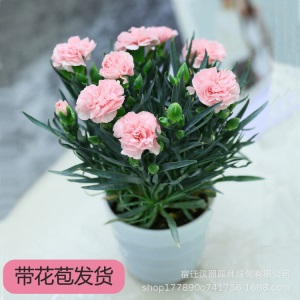 康乃馨鲜花盆栽庭院阳台室内观花植物带花苞四季开花好养绿植花卉