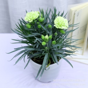 康乃馨鲜花盆栽庭院阳台室内观花植物带花苞四季开花好养绿植花卉
