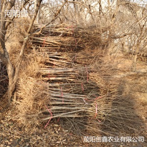 嫁接软籽石榴苗河阴突尼斯软籽石榴苗 2年庭院果树苗批发创鑫农业