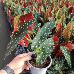 鳟鱼秋海棠花卉直批带盆土植物绿植盆栽鲜花批发青州花棚自产自销