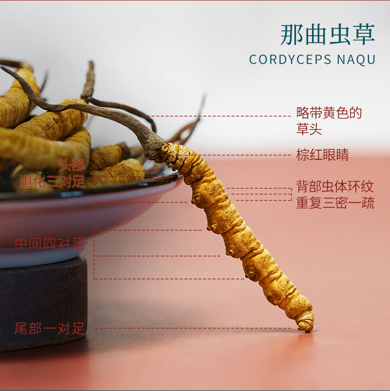 2020_12_01虫草_燕_03.jpg