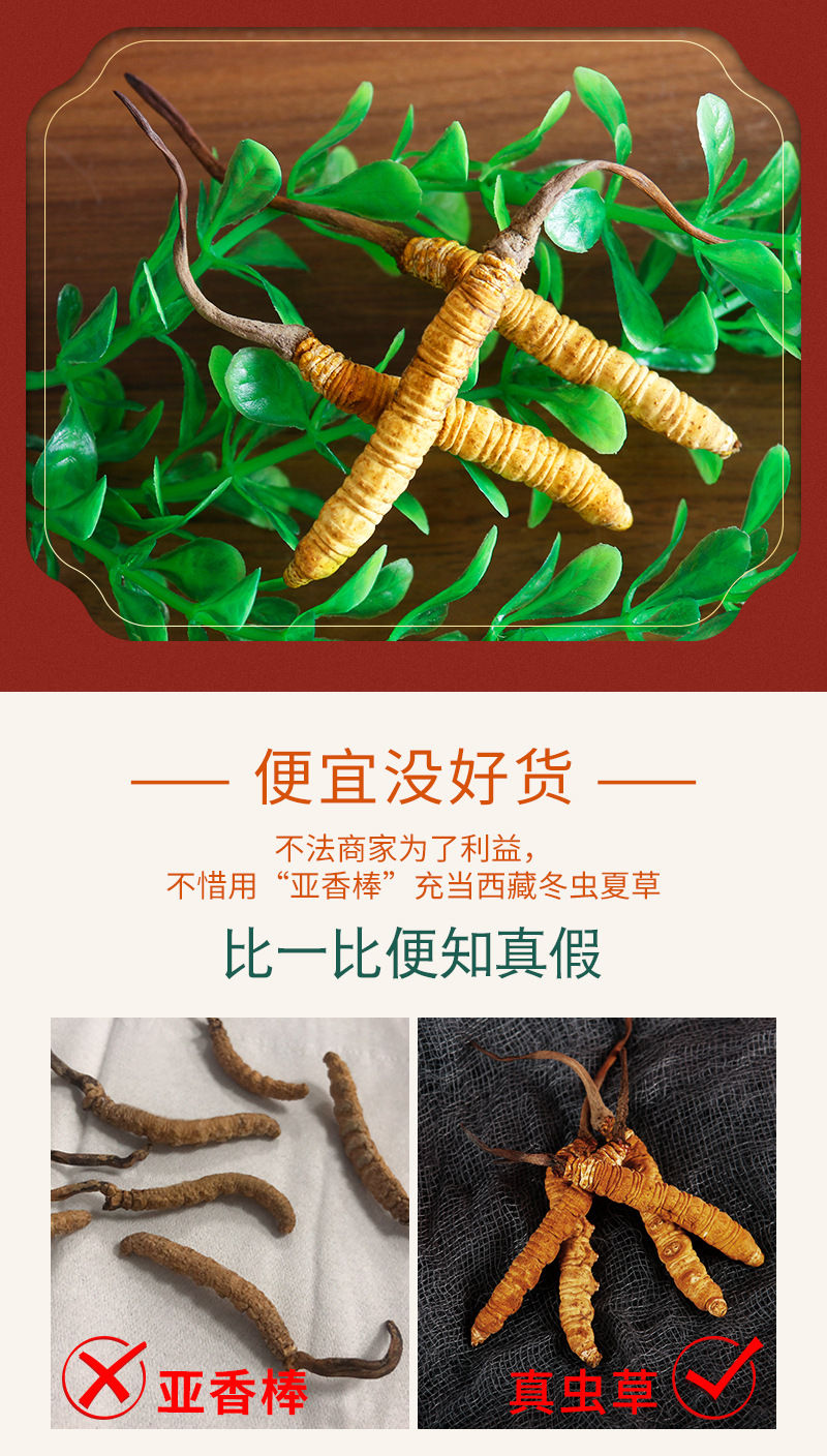 2020_12_01虫草_燕_07.jpg