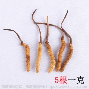 祁凤堂西藏那曲冬虫夏草源头货冬虫夏草礼盒装那曲无断虫草