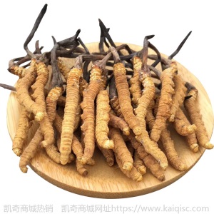 西藏那曲高海拔冬虫夏草批发约3条/克4条/克5条/克 诚招代理