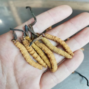 批发冬虫夏草 3根1克 2根一克散装干货虫草 滋补中药 虫草泡酒料