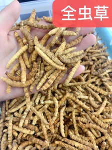 祁凤堂西藏那曲冬虫夏草源头货冬虫夏草礼盒装那曲无断虫草