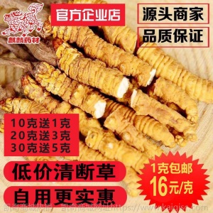 断虫草批发特价正宗藏区野生冬虫草夏草2-3条/克大断草一件代发
