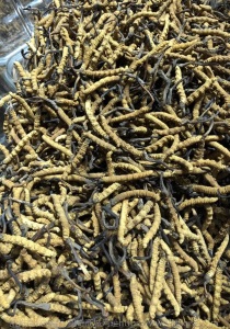 大货批发西藏特产那曲高海拔冬虫夏草 完整草 断草 尾巴一件代发