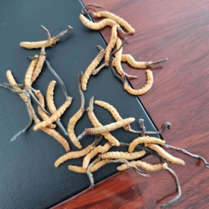 批发冬虫夏草 3根1克 2根一克散装干货虫草 滋补中药 虫草泡酒料