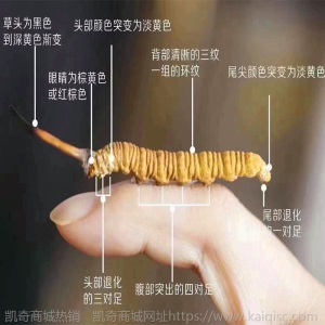 大货批发西藏特产那曲高海拔冬虫夏草 完整草 断草 尾巴一件代发