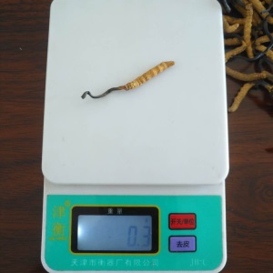 批发冬虫夏草 3根1克 2根一克散装干货虫草 滋补中药 虫草泡酒料