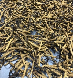大货批发西藏特产那曲高海拔冬虫夏草 完整草 断草 尾巴一件代发