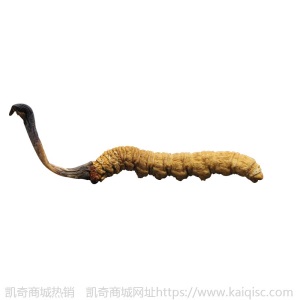 批发西藏那曲冬虫夏草 无断草冬虫夏草干货 那曲冬虫草现货代发