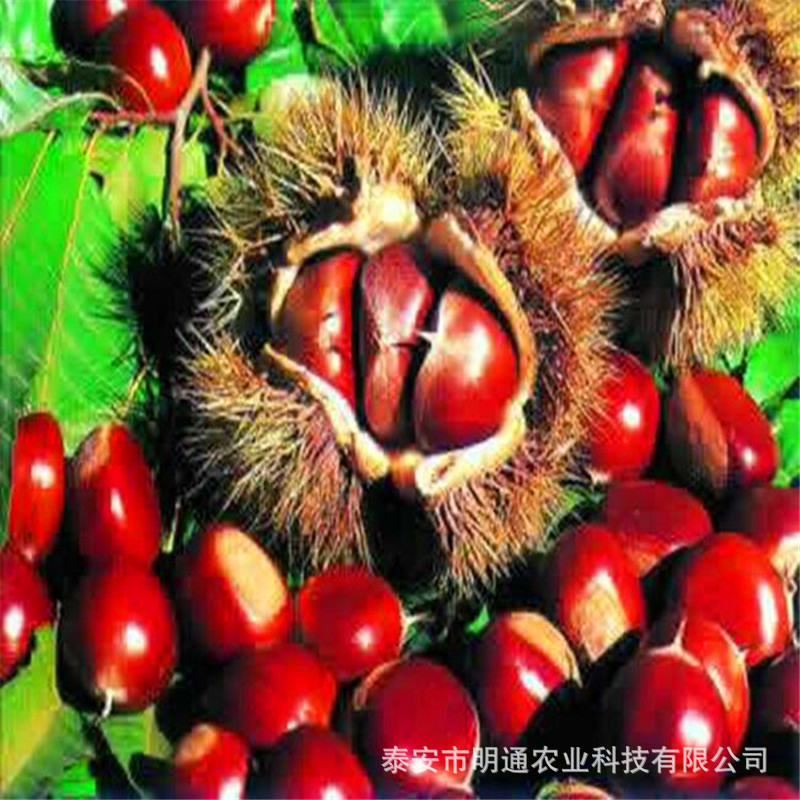 f8e48f0d850e4c158ac75e9a6b1774
