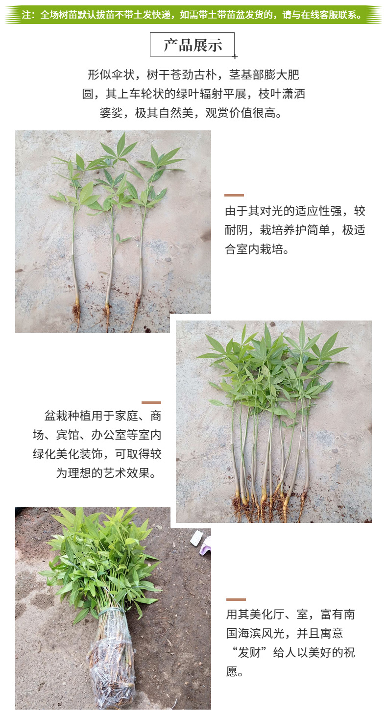 发财树2