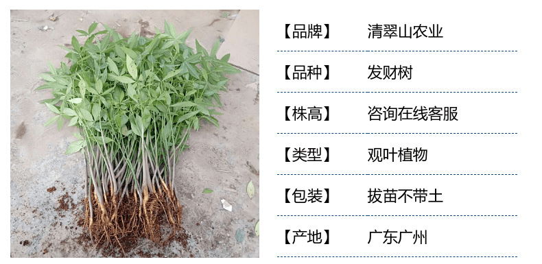 发财树1