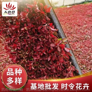 花卉基地批发五色草穴盘苗立体花坛绿雕时令草花易种植五色草种苗