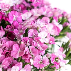 云南昆明相思梅青梅石竹梅鲜花批发基地鲜花直批搭配配花供应花店