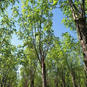 香花槐树苗农业出售 规格齐全香花槐价格 基地现货