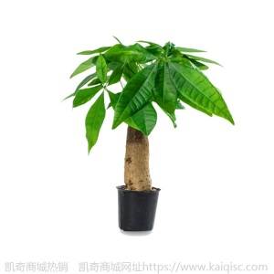 【基地直供】东骏60#单杆发财树盆栽植物室内好养客厅绿植批发
