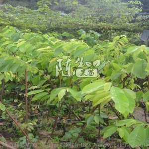 台湾释迦果树苗广西基地种植释迦果苗室内阳台庭院地栽盆栽嫁接苗