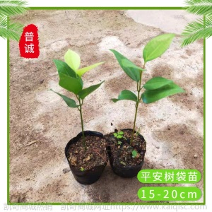 平安树苗室内植物花卉农业小绿植盆栽基地兰屿肉桂苗木四季常青