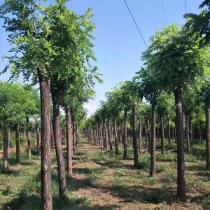 香花槐树苗农业出售 规格齐全香花槐价格 基地现货