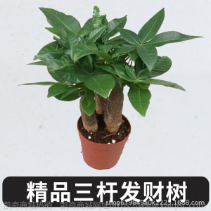 【基地直供】东骏90#三杆发财树盆栽植物室内好养客厅绿植批发