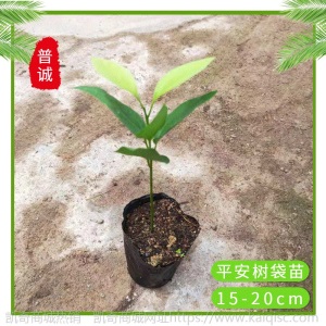 平安树苗室内植物花卉农业小绿植盆栽基地兰屿肉桂苗木四季常青